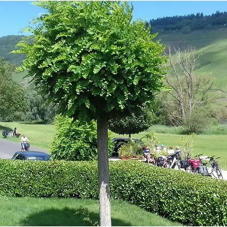 Appealing In Lösnich